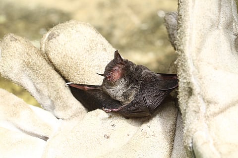 A Whiskered bat discovered in Bangladesh for the first time in Habiganj's Satchari National Park.