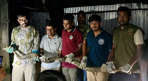 A Burmese python measuring approximately 10 feet in length and weighing around 15 kilograms was discovered from a residential house in Ukhiya