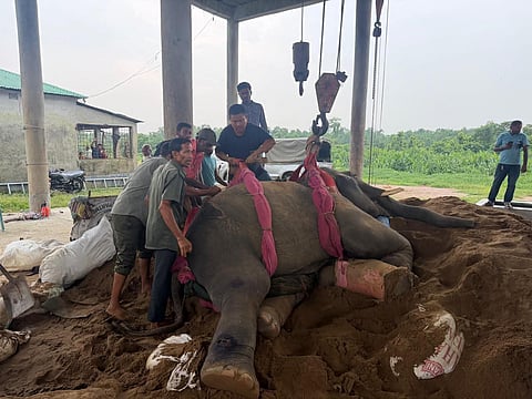 Park authorities transfer 'Raju Bahadur' onto a bed of sand to aid his recovery after the elephant suffers severe leg fractures at Gazipur Safari Park.