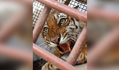 The rescued Royal Bengal tigress at the Wildlife Management and Nature Conservation Department’s rehabilitation centre in Khulna ahead of her release into the Sundarbans.