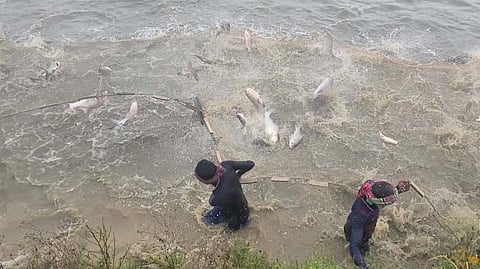Fishermen in Rajshahi work their nets. A staggering 20 crore takas worth of fresh fish is sold daily from the district. 