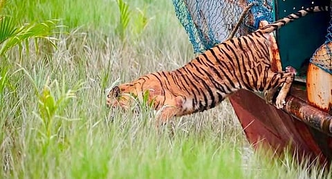 The tigress leaps back into the wilderness on Sunday.