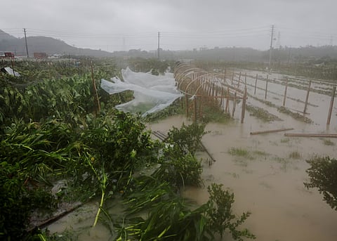 Caption: Farmland is flooded by heavy rain brought by Typhoon Bavi in Wenzhou, Zhejiang province, China, July 12, 2026. 