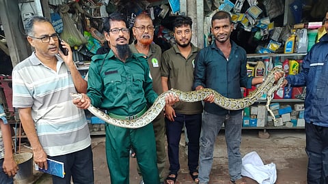 A nine-foot-long python rescued after being trapped in a fishing net in Morrelganj upazila of Bagerhat on Monday.