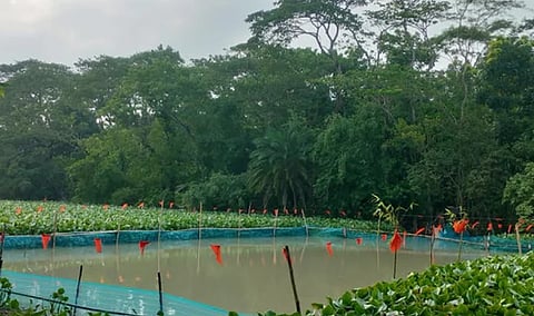A fish sanctuary in Patuakhali is witnessing a resurgence of indigenous fish species, with improved breeding and conservation measures boosting stocks in surrounding water bodies.