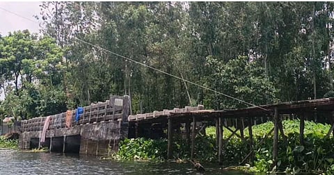 A damaged bridge with washed-away approach roads forces residents in Kaunia, Rangpur, to use a risky bamboo crossing.