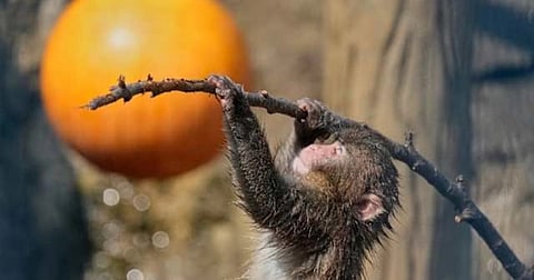 Punch, a young Japanese macaque, plays at Ichikawa City Zoological and Botanical Garden in Ichikawa, east of Tokyo, Thursday, July 23, 2026. 