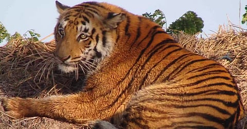 Sundarbans Tiger Numbers Climb to 125, Offering Hope for Species’ Survival