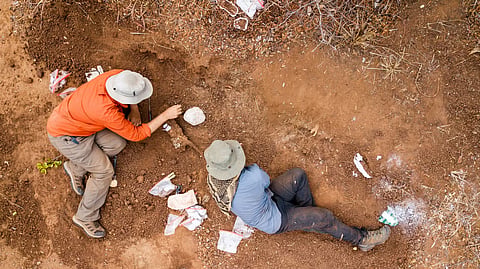A fossil discovered in Zimbabwe has revealed a new dinosaur species, Musango matusadonaensis, shedding light on the evolution of early dinosaurs more than 210 million years ago.