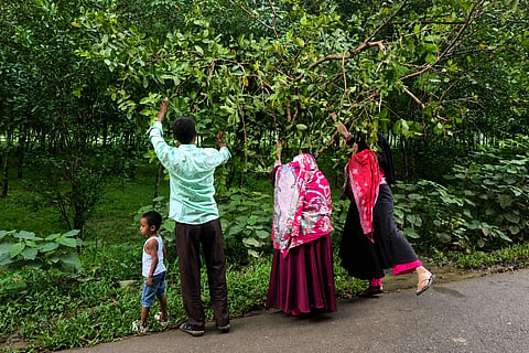 People are collecting guavas from trees for free. These trees were planted by Ayub Ali