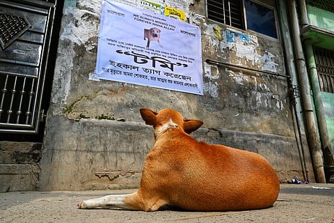Tomy died around noon at a veterinary clinic after complications following surgery to remove a tumour. He was 10 years old
