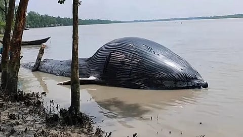 Dead whale measuring 30 feet washes ashore in southern Bangladesh