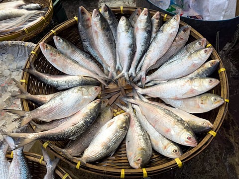 HIlsha fish 