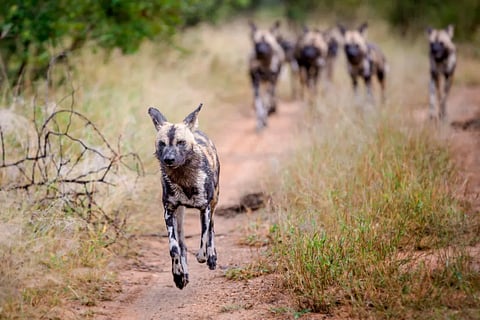 A pack of wild dogs in South Africa.