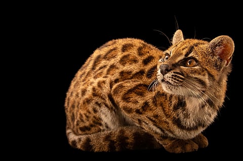 While scientists first encountered this cat a decade ago, it took recent advanced genomic analysis to confirm it as a new species.