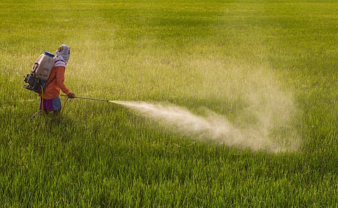 Farmer spraying pesticide on crops 