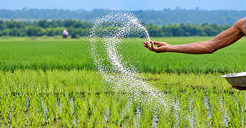 A farmer spreads urea fertilizer in a paddy field in Bangladesh.