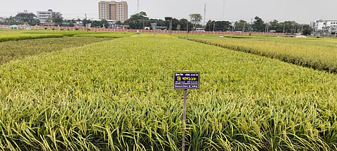 BRRI dhan 118 planted on a field 