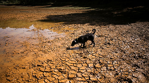 A dog walks on cracked ground at the dried-up Guarne Lagoon in Arvi Park amid drought conditions linked to the El Nino phenomenon, in Medellin, Colombia. (File Photo)