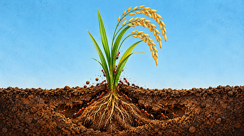 Parties demand control at the grassroots. That comes with a price