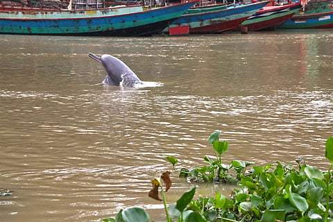 A recent survey found that around 20 Ganges river dolphins survive in the polluted Buriganga River.