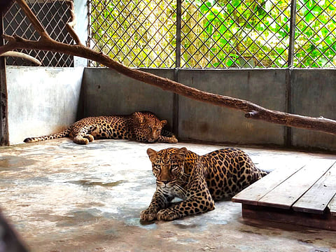 Two leopards were rescued when they were six weeks and were kept in Gazipur Safari park 