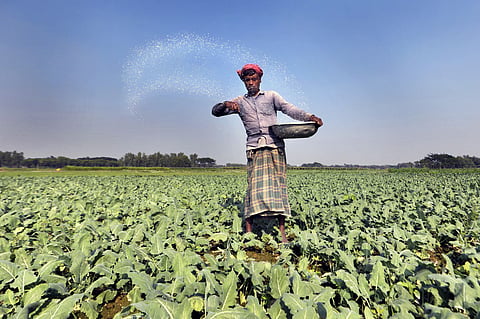 A farmer scatters fertiliser across a vegetable field in rural Bangladesh. Research suggests access to timely credit during agricultural lean seasons can help poor households invest more in farming while reducing food insecurity