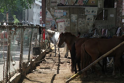 Horses kept along a roadside in Dhaka. For years, these animals are used to pull carts and carry goods, but when they grow old, sick or unfit for work, many are abandoned or sold cheaply to traders, some of whom supply their meat to clandestine slaughterhouses