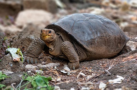 A tortoise of the Chelonoidis phantasticus species, which had been considered extinct more than a century ago, is seen in Santa Cruz, on the Galapagos Islands, Ecuador July 10, 2019. Picture taken July 10, 2019