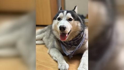 Photo of Kai.