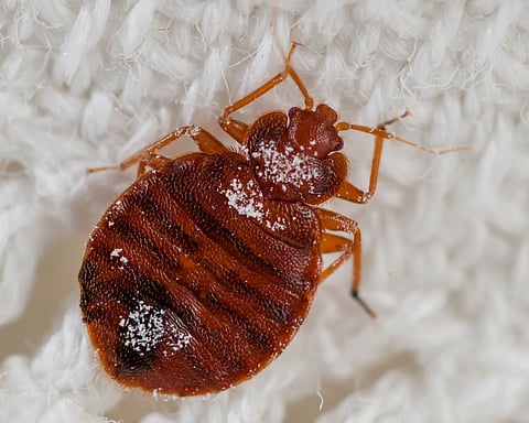 The bedbugs were most likely brought on to the plane in someone’s luggage or on a passenger’s clothes. 