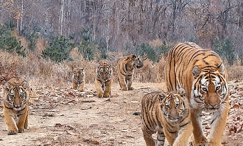 This image taken in November 2025 shows a female Siberian tiger and her five cubs at the Northeast China Tiger and Leopard National Park in Hunchun, Northeast China's Jilin Province.