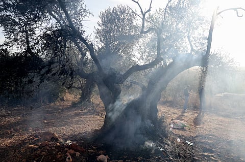 Palestinians stand near a burnt olive tree after Israeli militant settlers attacked a group of Palestinians while they were harvesting olives near Turmus Ayya in the Israeli-occupied West Bank, October 16, 2026.