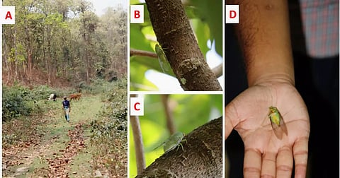 Researchers have identified Dundubia annandalei, a species of cicada, in Bangladesh for the first time