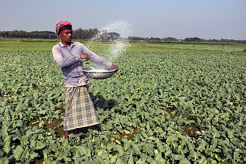 A farmer broadcasts fertiliser across a vegetable field in Bangladesh as rising input costs and uncertain weather conditions threaten agricultural production ahead of the Rabi season