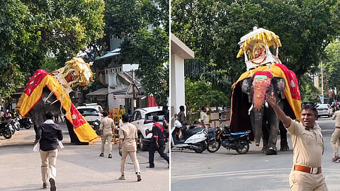 The incident drew criticism on social media, with users questioning the weight placed on the elephant and its use in a crowded procession