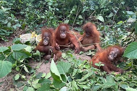 In this photo provided by DFO Balasore Wildlife Division, rescued baby orangutans huddle together in Bhograi village in Balasore district of Odisha, India, September, 2026. 