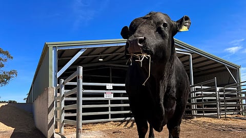 An elite Angus bull called Utopia chews straw at the Total Livestock Genetics facility near Camperdown, Australia, September 28, 2026.