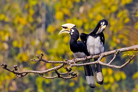 Hornbills in Satchari National Park. The loss of hornbills could have wide consequences for the forests they inhabit, as wild birds play an important role in tropical forests as seed dispersers.