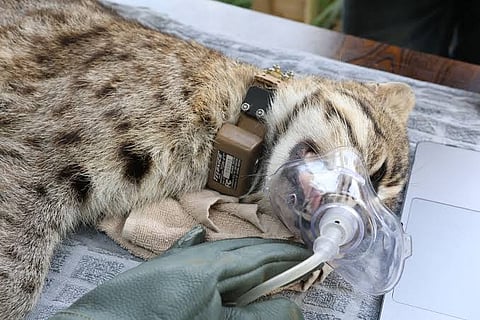The fishing cat with the satellite collar. 