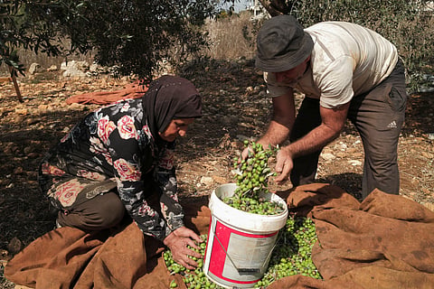 Hafida Barakat and Mustafa Barakat harvest their olives from trees in Zibqin, southern Lebanon, October 21, 2026.