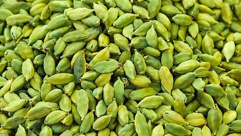 cardamom benefits
