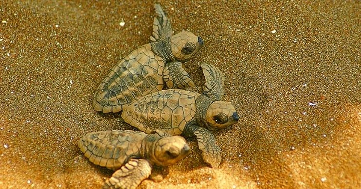 Goa Turtle Sea turtles Goa 2025: आगोंद, गालजीबाग किनाऱ्यावर 19 सागरी कासवांचे आगमन ...