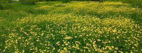 Goa Nature in Ganesh Chaturthi | Goa Culture