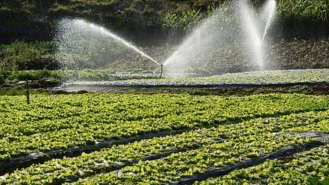 Goa Agriculture