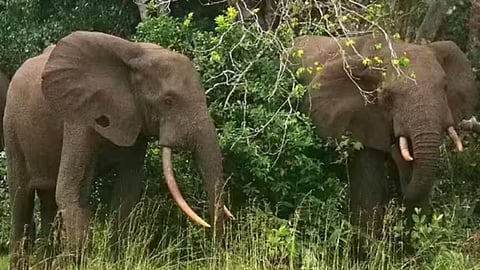 Elephant