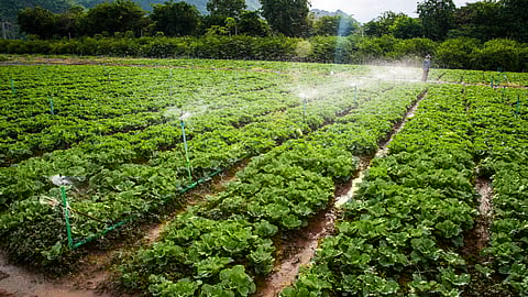 Goa Agriculture
