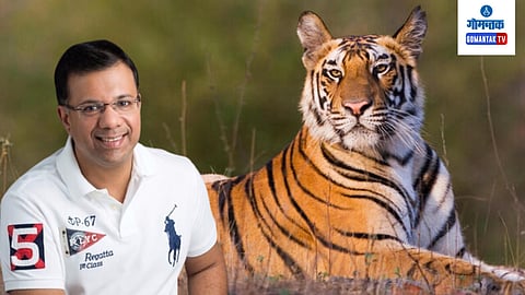 Tigers in Goa Forests