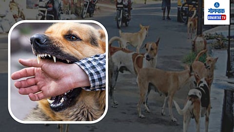 stray dog 
