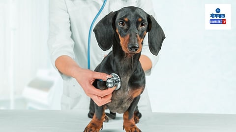 Sonsodo Raia veterinary hospital